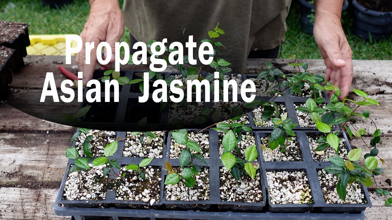 How To Propagate Asian Jasmine