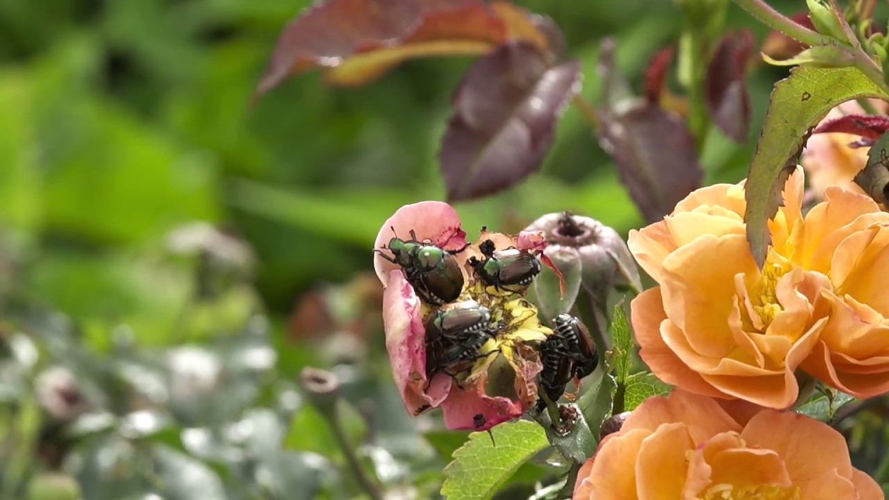How to Control Japanese Beetles