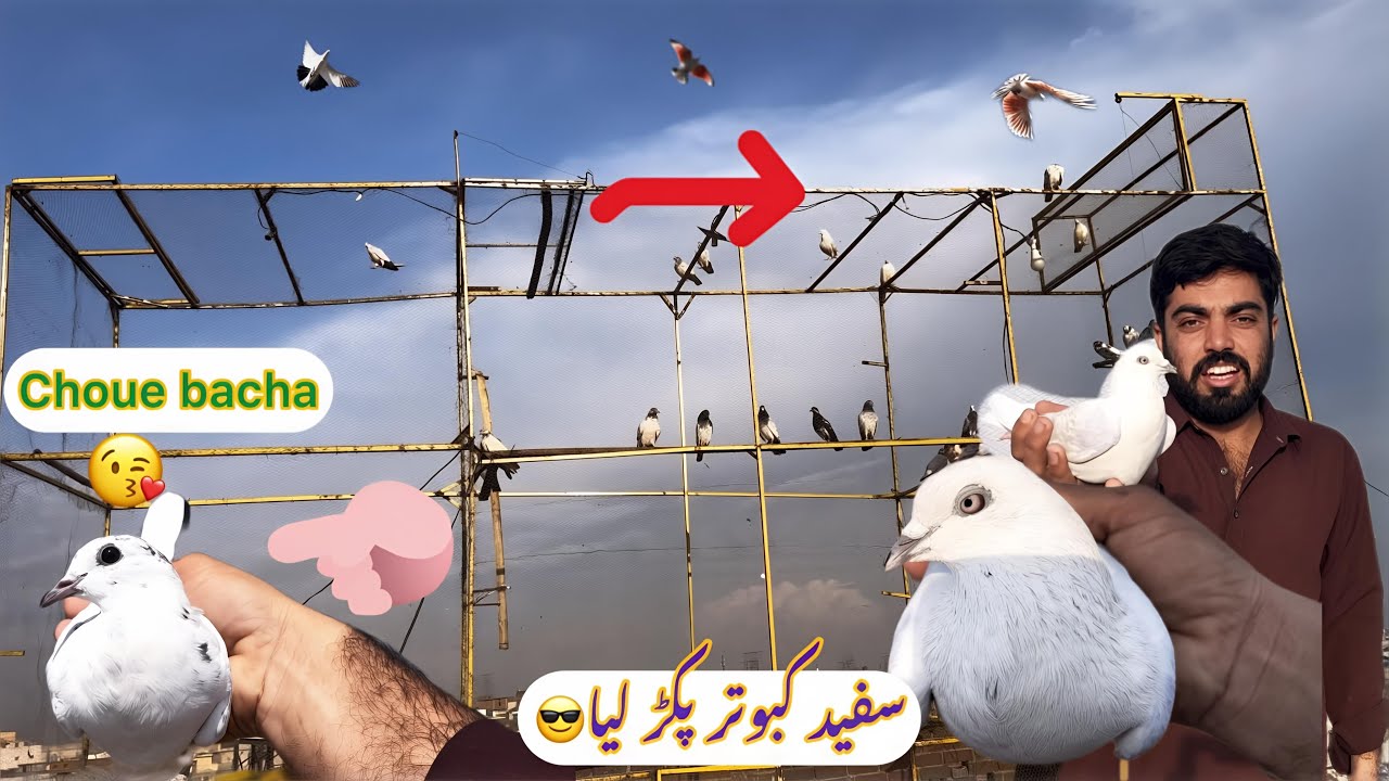Choue bacha bhi jal Pa chor diya🥰white kabootar pakar lie😜