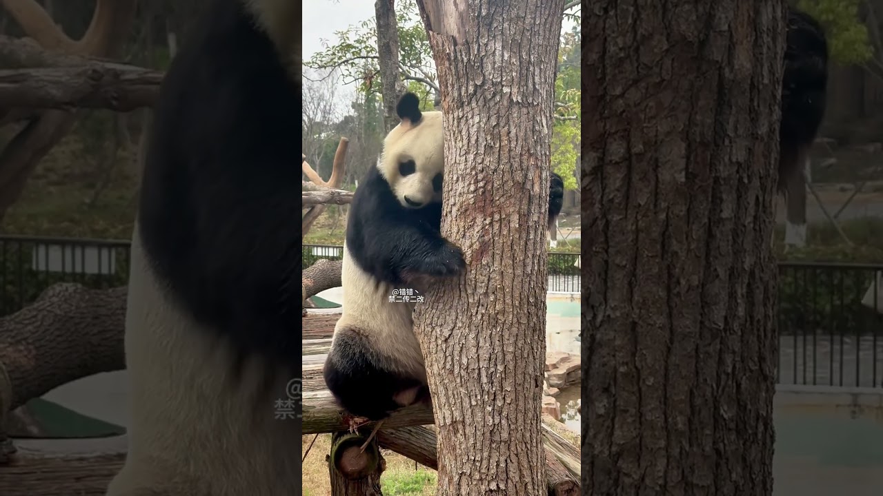 Even you are so cute but you can&rsquo;t damage public property国宝卖萌就能随便破坏公物了？ #熊猫 #panda #cute #animals