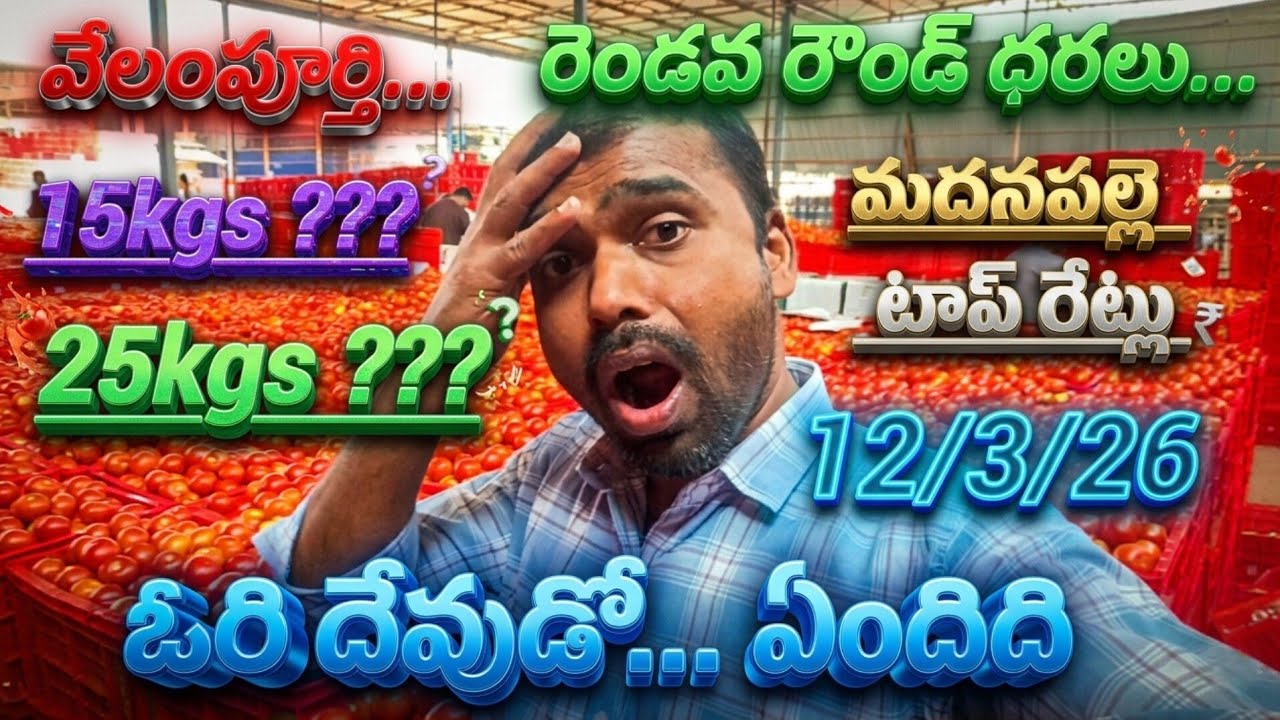 12/3/26 Madanapalle tomato market price today 🍅 మదనపల్లె ధరలు #todaytomatorate #crkvideos16 