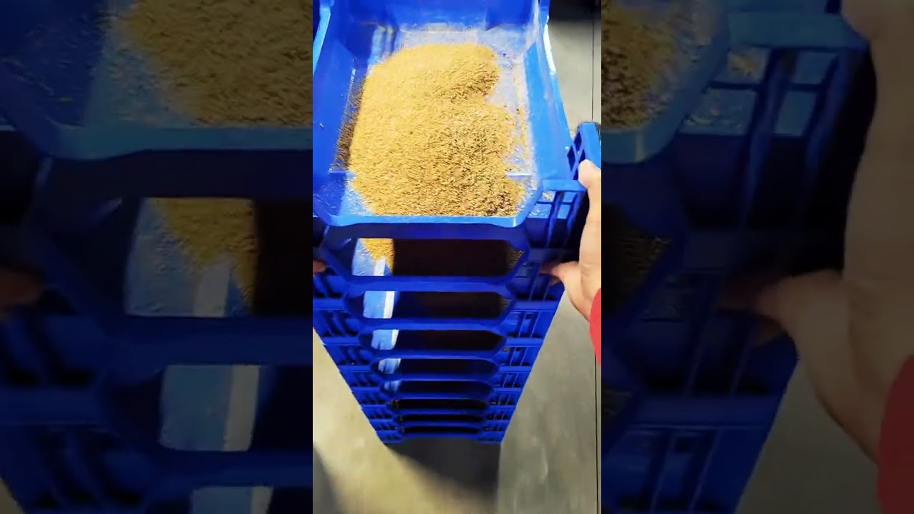 Insights from a Mealworm Farmer #mealworms #howtoraisemealworms