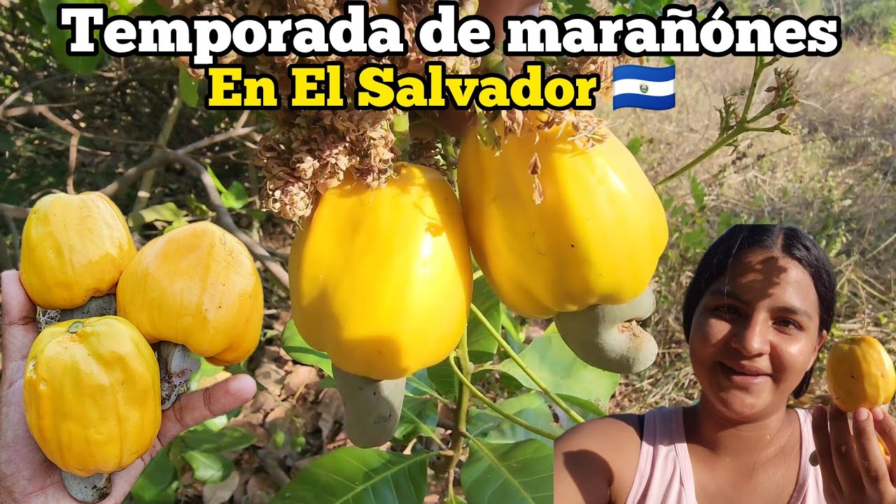 🚨BUSCANDO MARAÑONES EN EL CAMPO Temporada de marañones ⛰️🤤