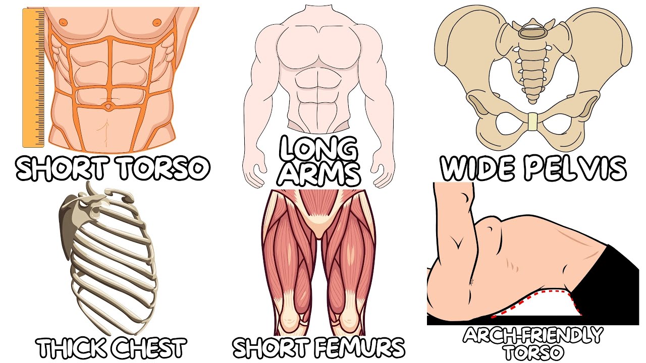 Every Anatomic Advantage in Powerlifting Explained