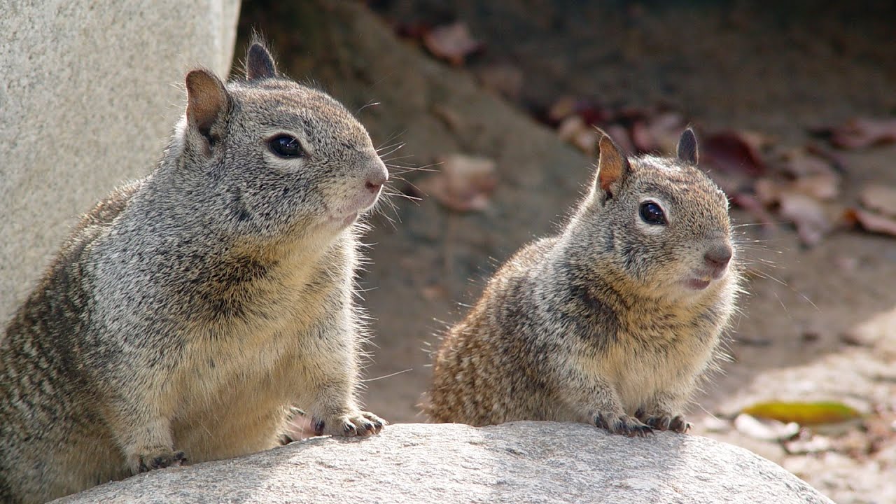 Kaput Ground Squirrel Bait (2022)