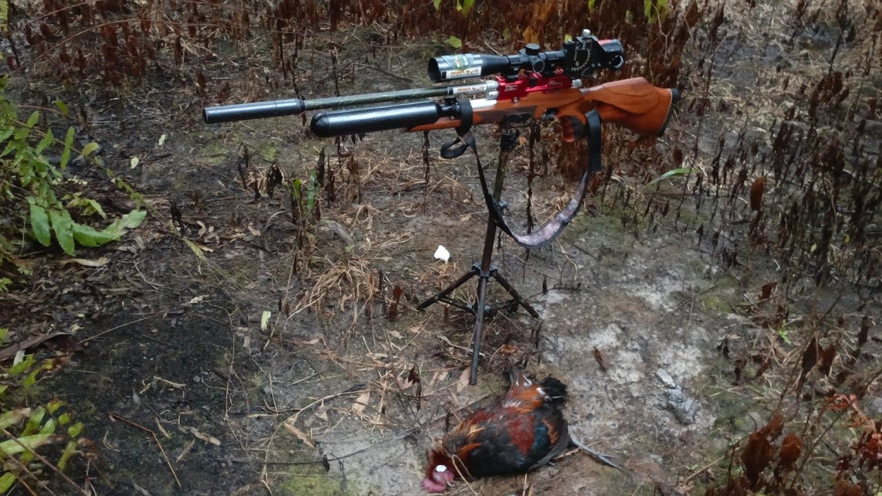 Berburu ayam hutan sumatra.tekhnik rindik di pagi hari