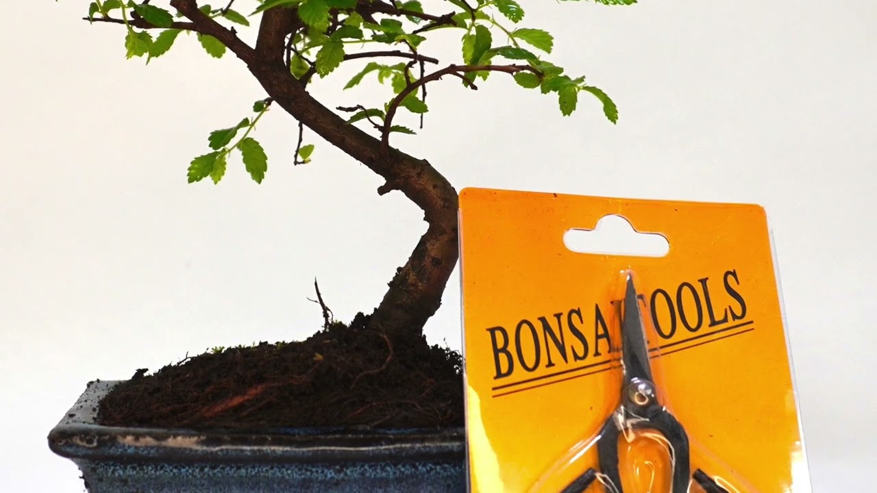 Small Chinese elm S trunk Bonsai