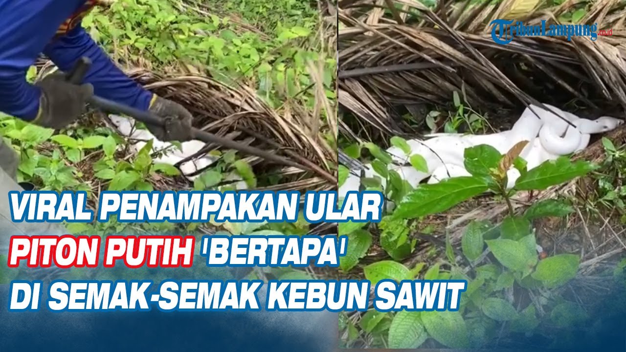 Viral Penampakan Ular Piton Putih 'Bertapa' di Semak semak Kebun Sawit
