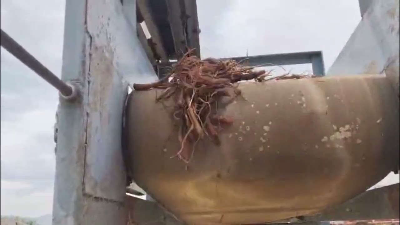 Coleus cutting machinery - Tiruvannamalai // semi automation // SRK Industries Erode - 9486675050