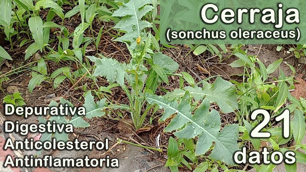 21 datos sobre la Cerraja: planta silvestre comestible y medicinal (sonchus oleraceus)