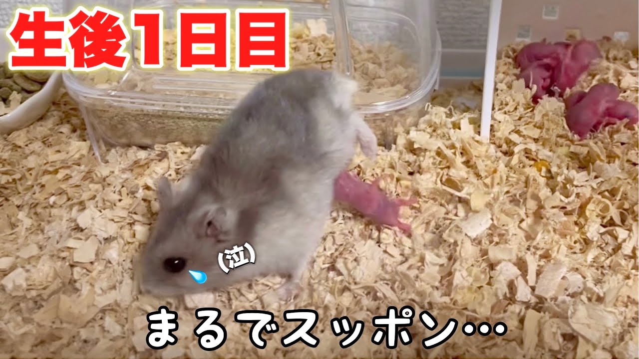 無限ループ！散乱する赤ちゃんハムスターにママ奮闘するも…【生後1日目】