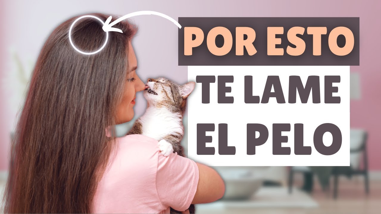 ¿Por qué tu gato TE LAME EL PELO? ➡️ 7 RAZONES que explican este comportamiento