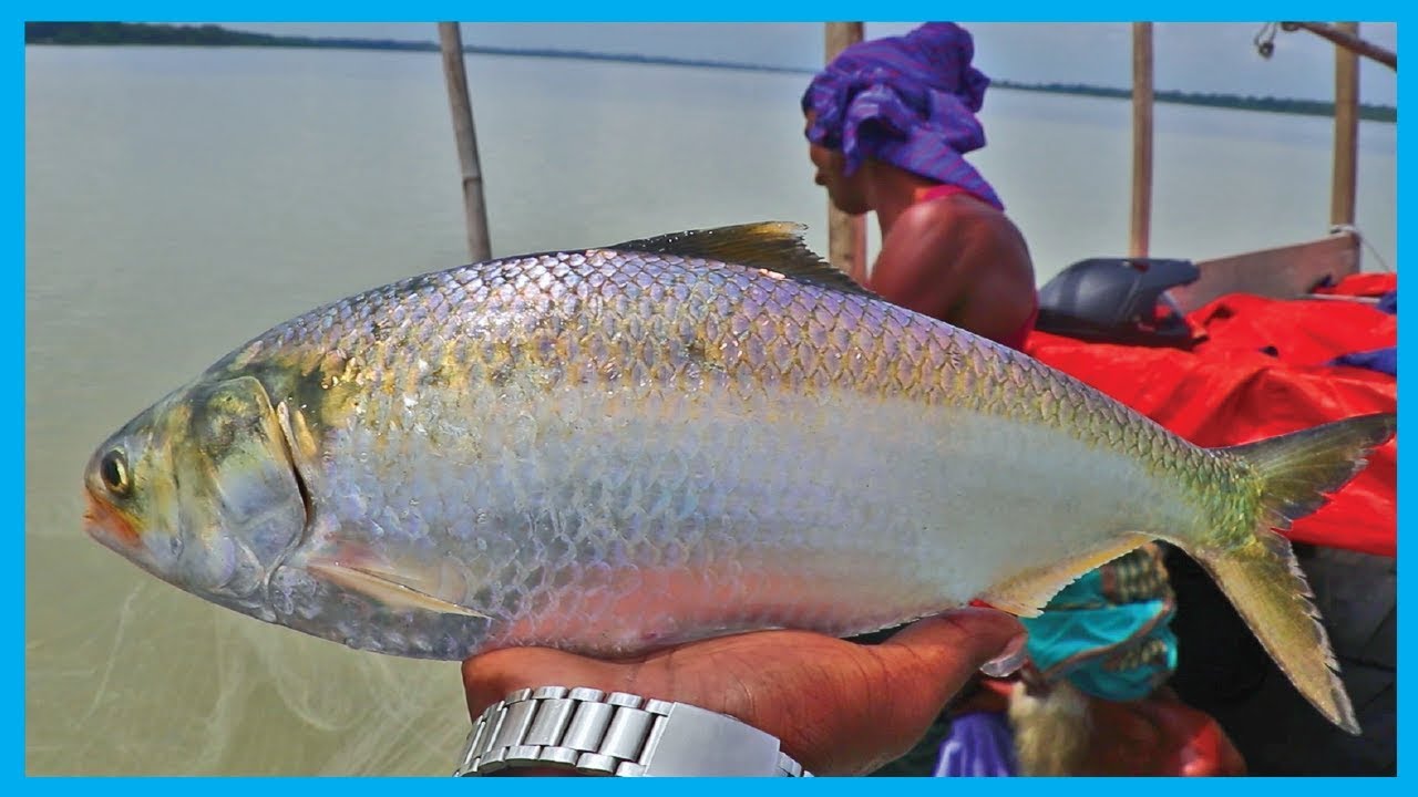 Amazing Fast Hilsa Fishing Skill (PART 58) - Catching Hilsa Fish Big on the River