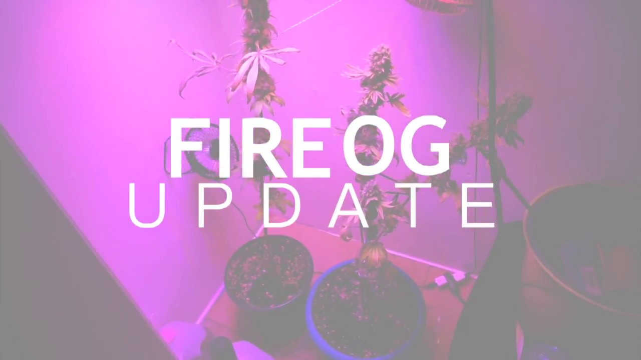 Cheap Indoor Closet weed Grow (the fire og final update)