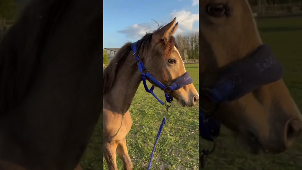 Poulain parfait ✨🐴 #equitation #cheval #horse #poney #poulain #animaux #equestre