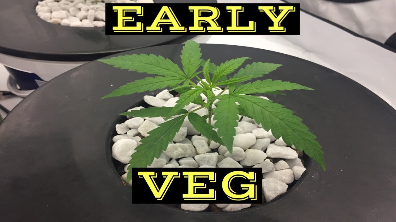 DWC Cannabis Grow - Day 14 to 16 - Early Veg - Mycorrhizae Experiment