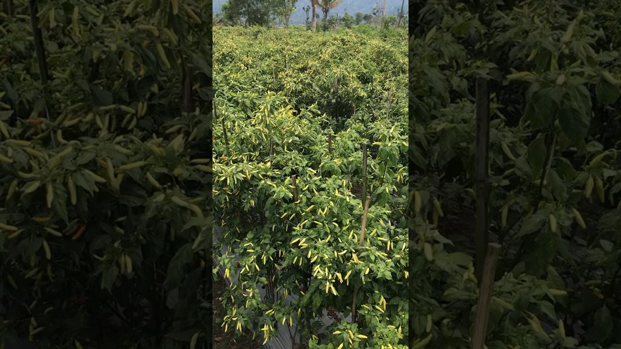 CABE ORI 212 BERBUAH LEBAT DILAHAN BERPASIR