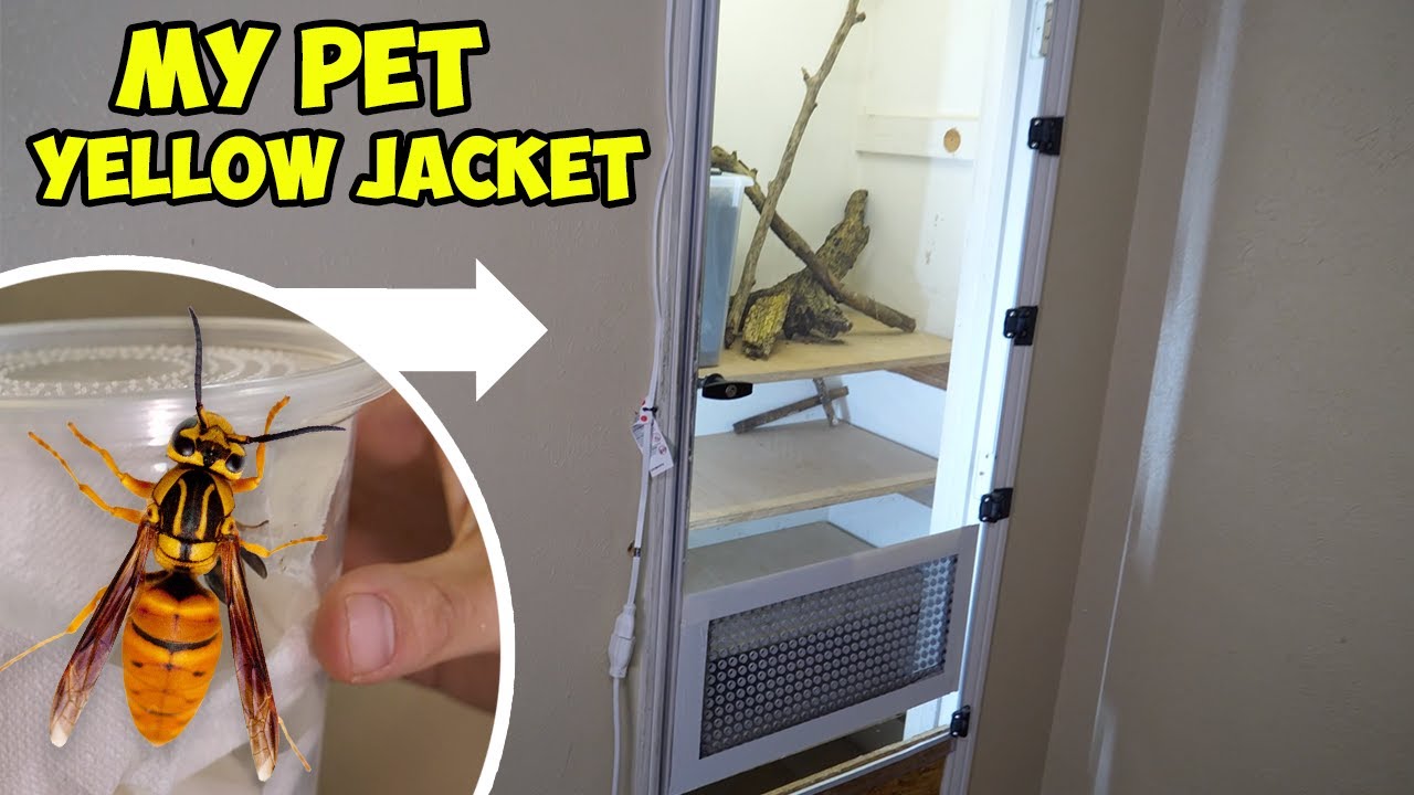 Raising Yellow Jackets as Pets in My Closet part 1: Releasing the Queen