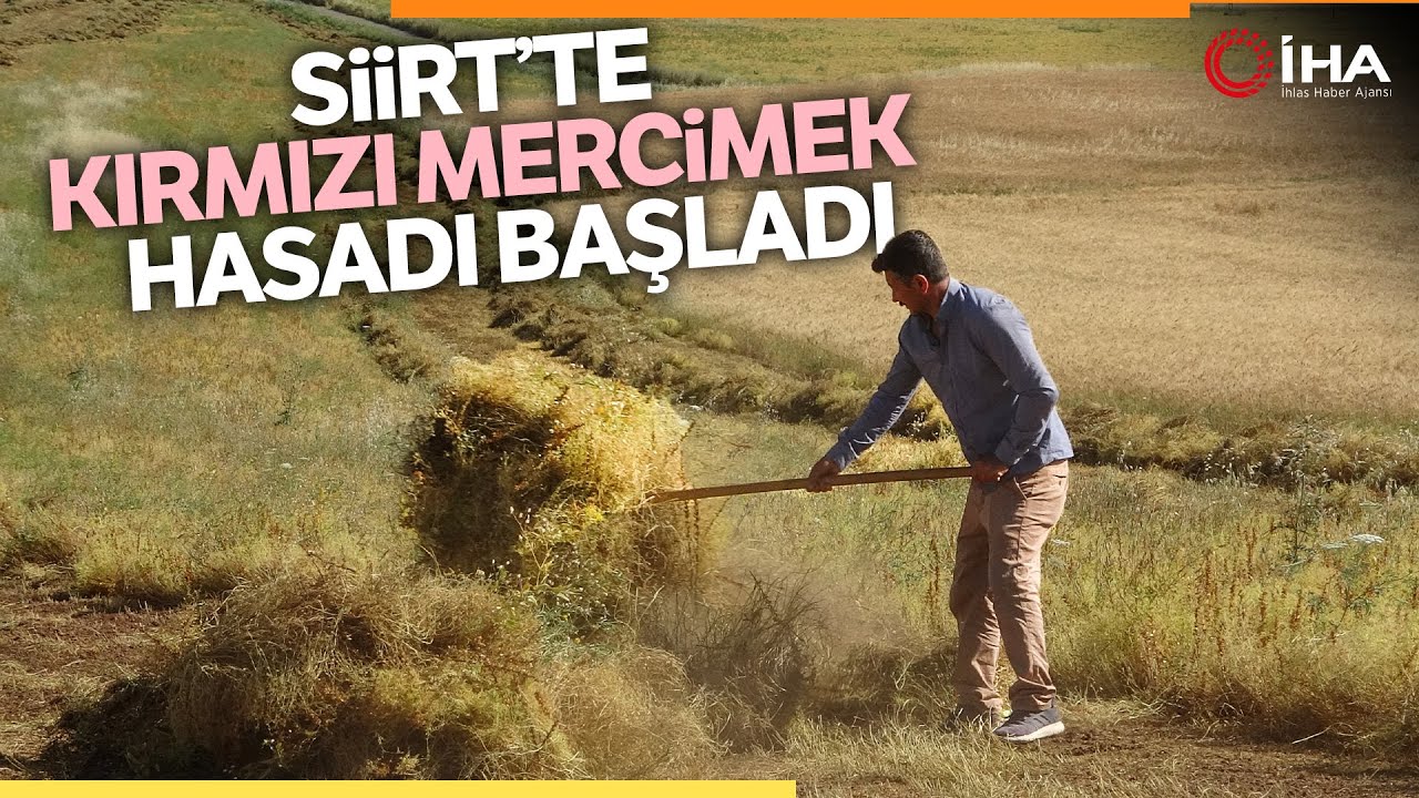 Kırmızı Mercimekte Son Yılların En Bereketli Hasadı Yaşandı