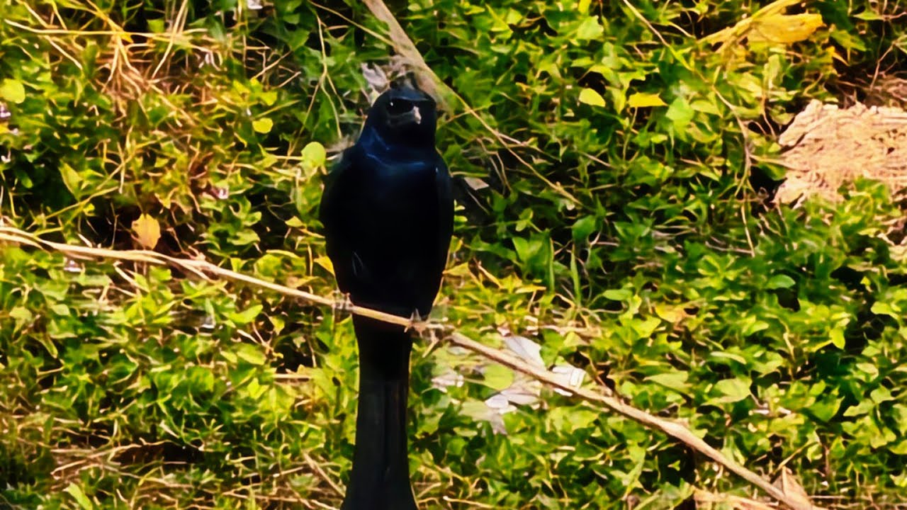 শ্রাবন্তী বিজলী is live!