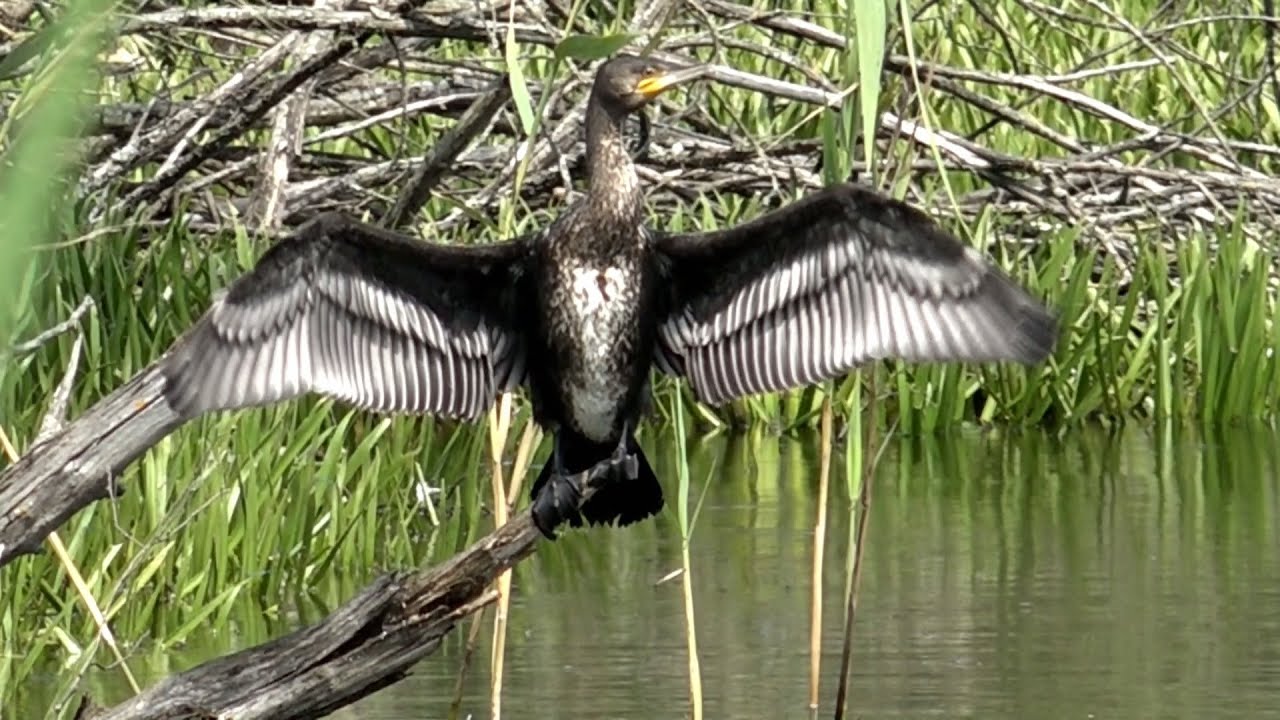 #прямой_эфир Great Cormorant Song Thrush Singing Relax