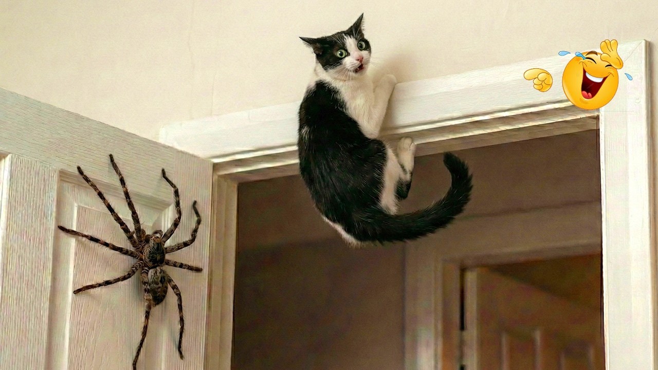 Funny Cats Acting Weird 😂😹 Best Cat Compilation 2026