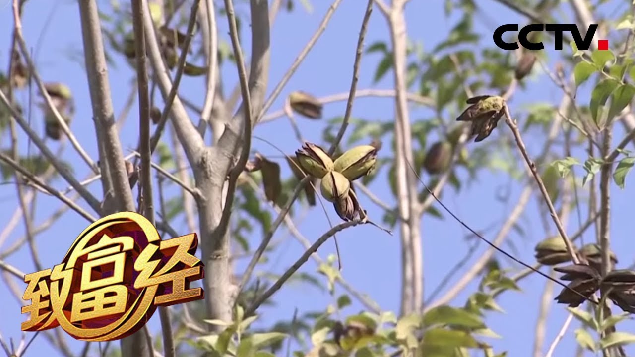 《致富经》树上摘 “仙草”  荒山内藏“聚宝盆” 20200214 | CCTV农业