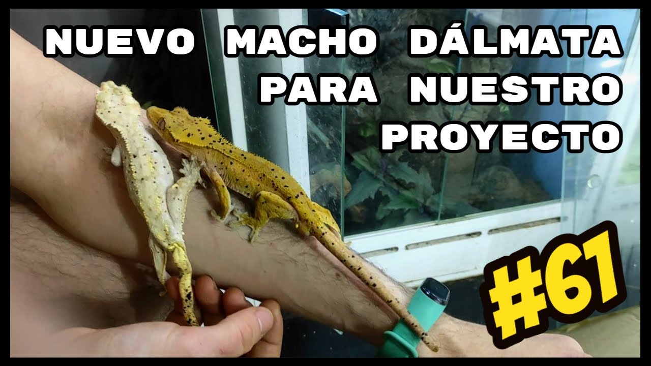 TRAEMOS NUEVO CILIATUS 🦎 DE RAINFOREST GECKOS 🍂🌿| KANAKY VLOG #61