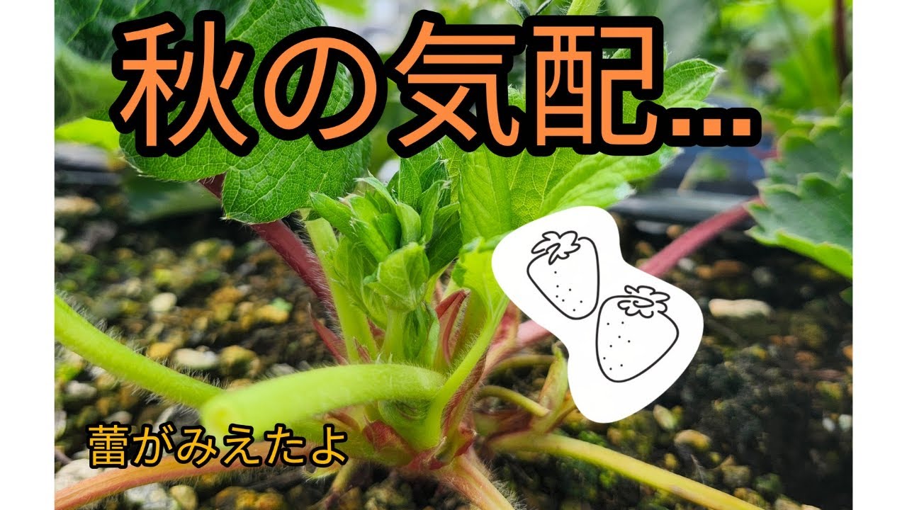 新たな仲間と秋のおとずれ