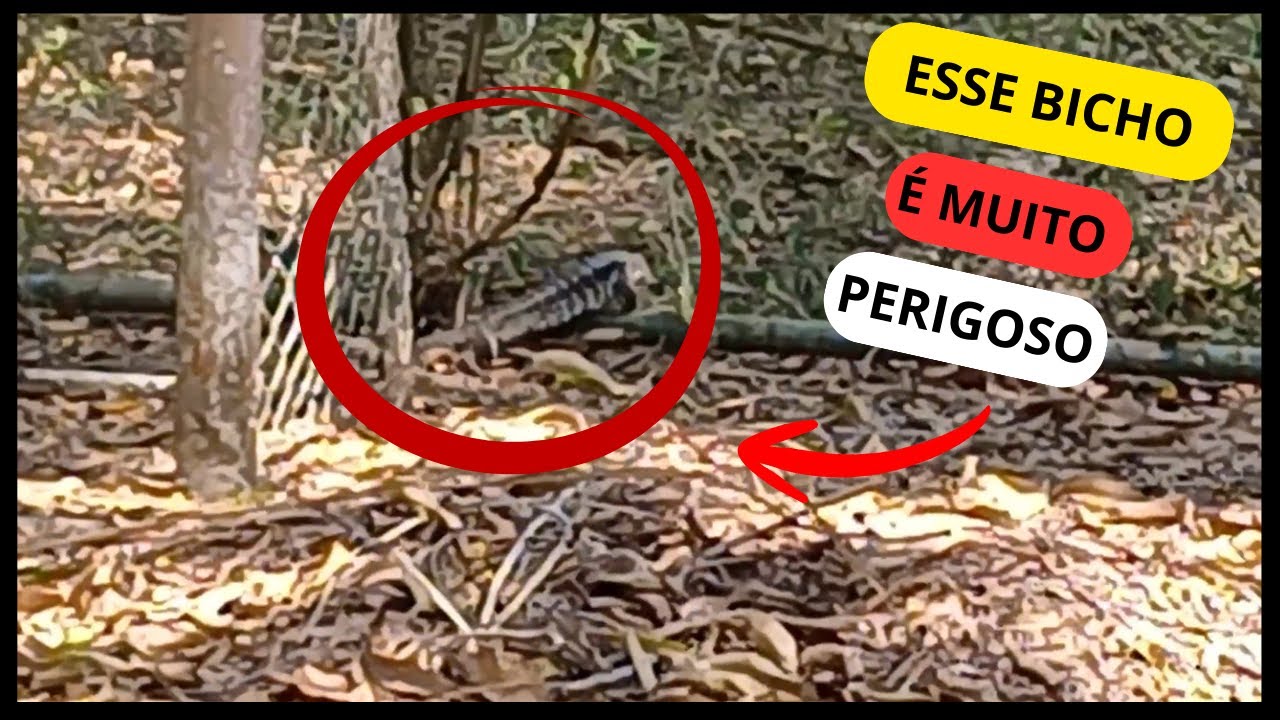 Mexendo na horta, fomos surpreendidos por esse visitante inesperado