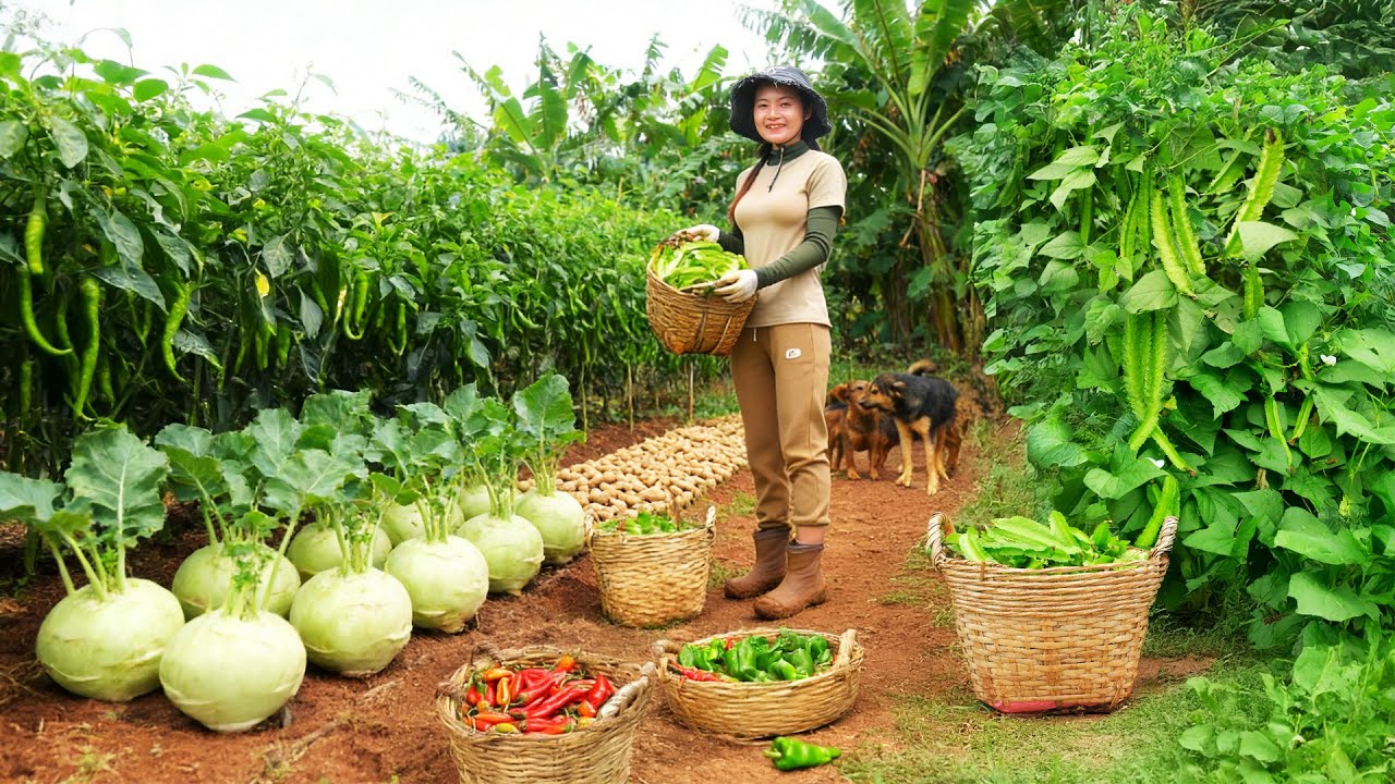 Harvest: Kohlrabi, Winged Beans, Chili Peppers, Peanuts To Sell At The Market, Cook  With Them