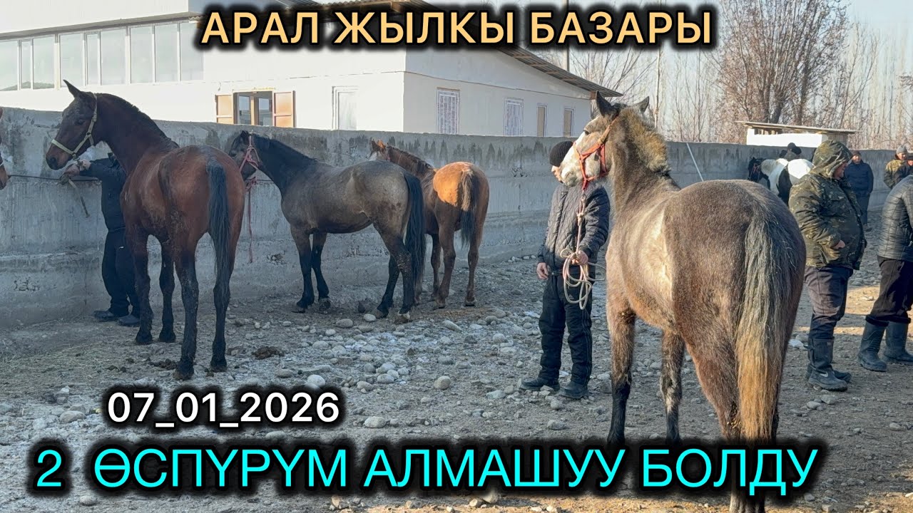 АРАЛ ЖЫЛКЫ БАЗАРЫ / 7 январь  2026  Жыл 