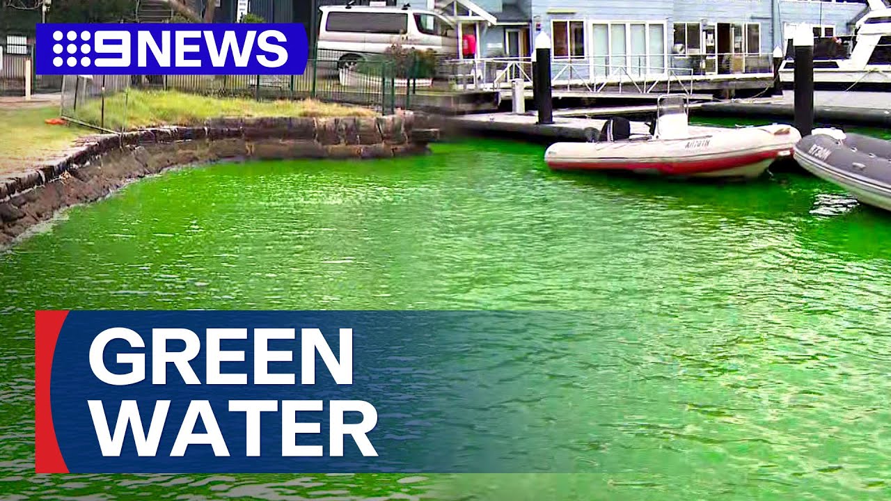 Part of Sydney Harbour turns neon green | 9 News Australia