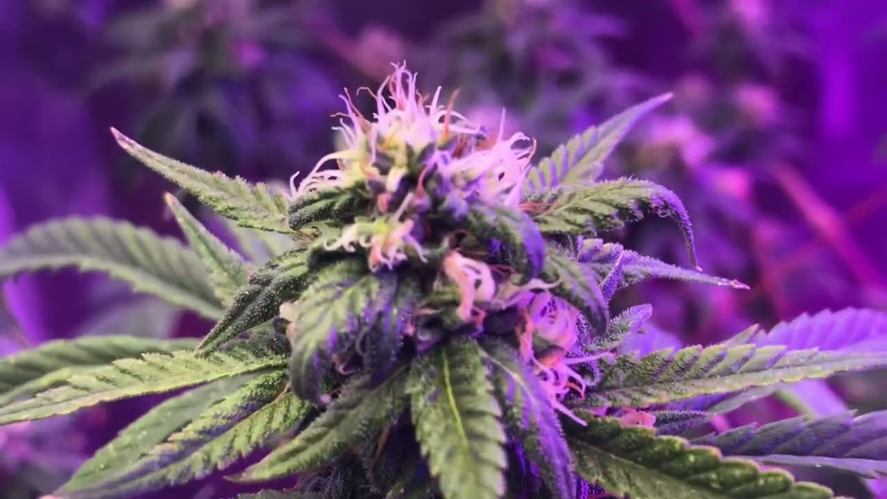 Real chocolate Thai 4wks & 2 days Flowering