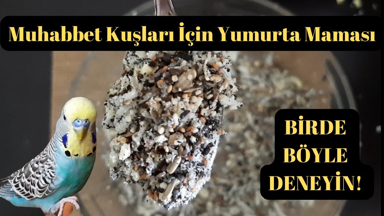 КАК СДЕЛАТЬ ЯИЧНЫЙ КОРМ ДЛЯ ПОПУГАЕВ?