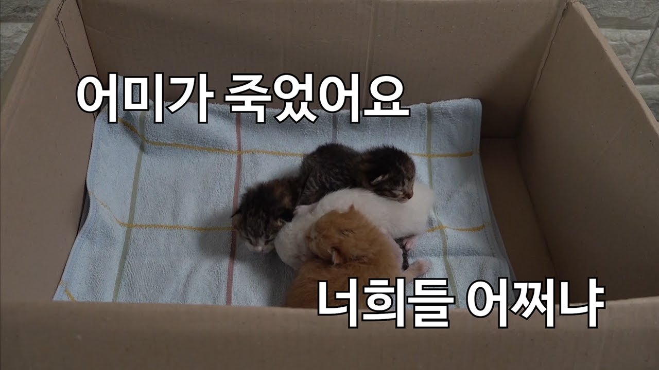 어미 고양이는 죽고 새끼들만 남았네요- Mom cat died, so the kittens are alone
