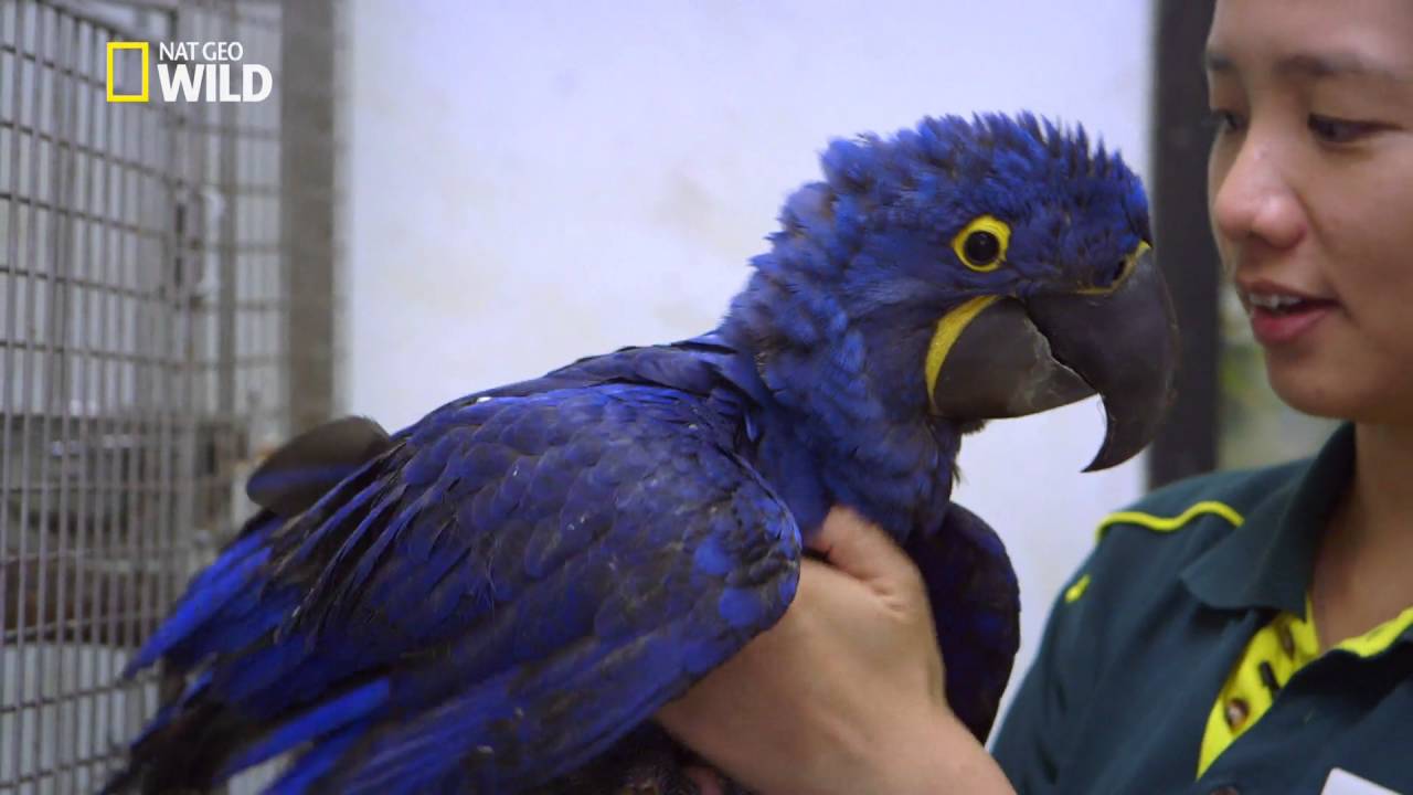 pour la préservation du Ara Hyacinthe