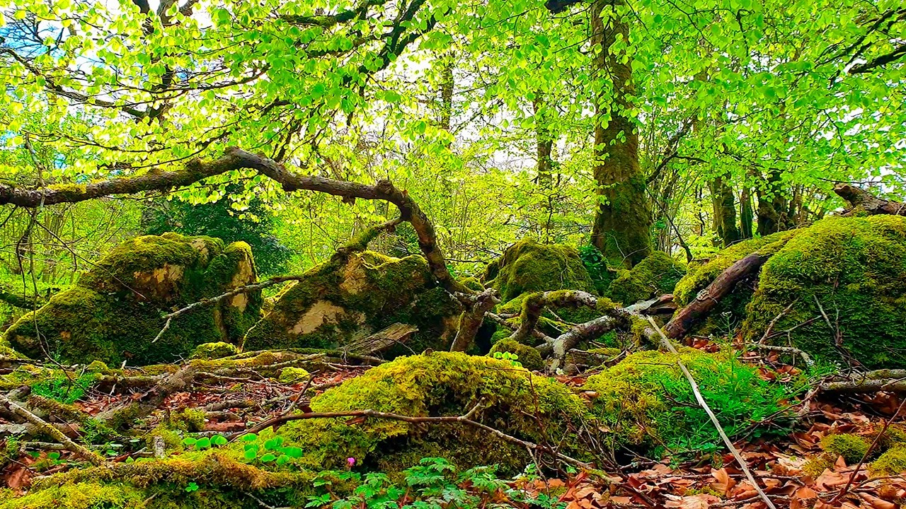 Healing Frequency Forest Therapy 🌳 Positive Morning Spring is Healing your Soul, Body & Mind