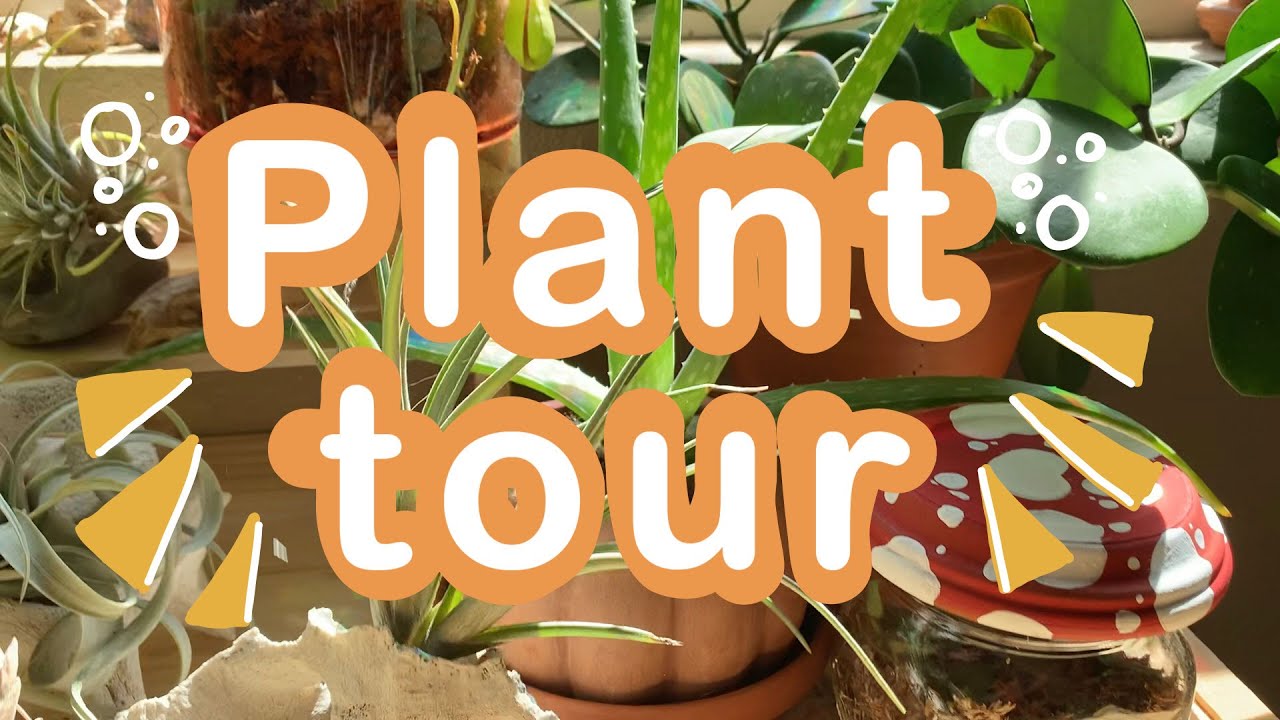 Plant tour of a beginner plant lady