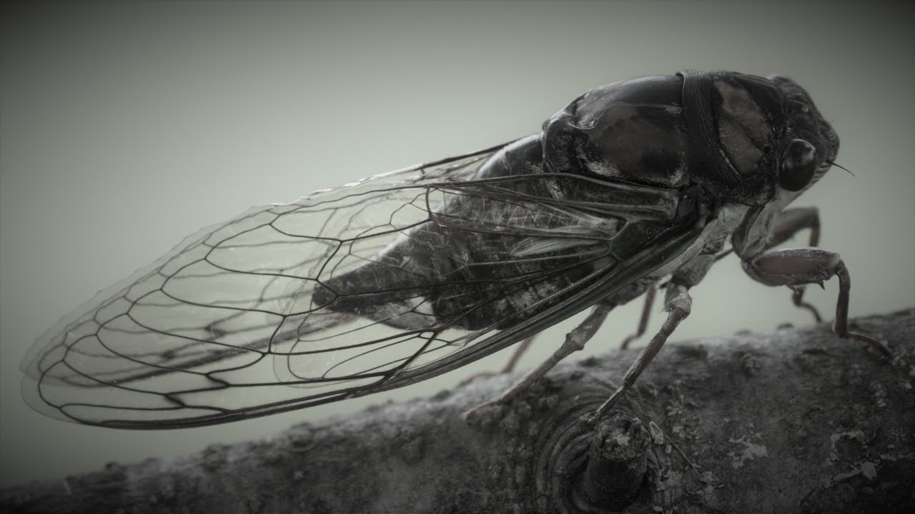 Cicada Sounds  1 Hour Session