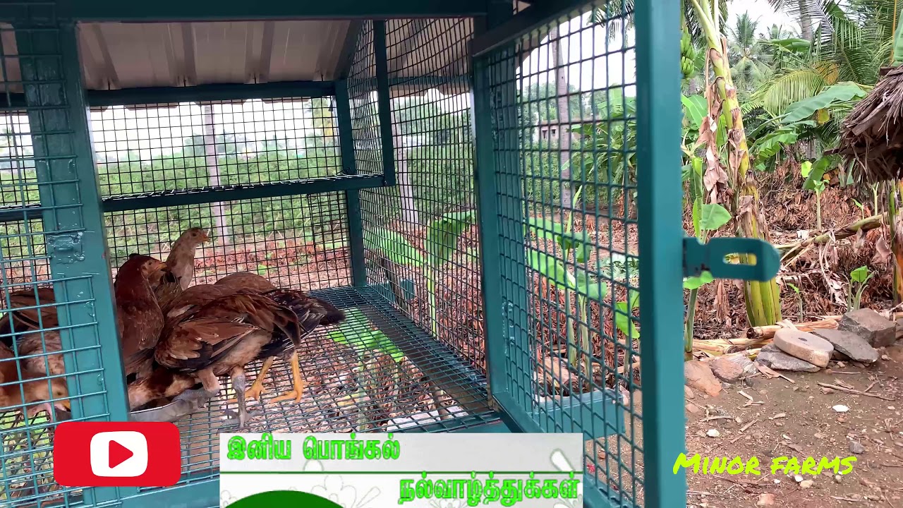 Koli koondu READY - 11/4 feet -  கோழிகளுக்கான வீடு - cage for 80 hens Part 3