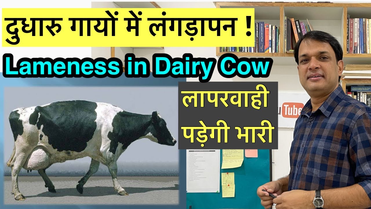 दुधारु गाय में लंगड़ापन | Lameness in dairy Cow | Dairy Farm | Dr CB Singh | Dairy Ustaad