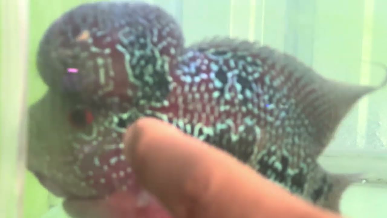 Relax with the beauty of fish #31