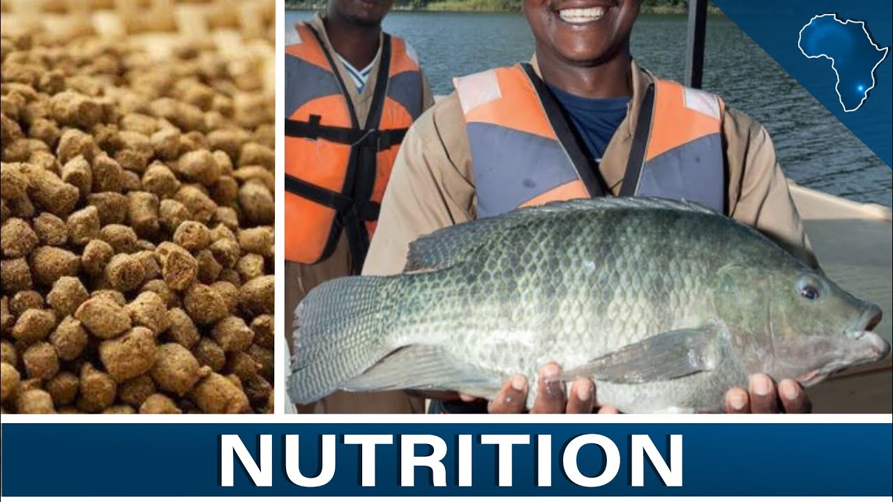 La nutrition des poissons d'élevage