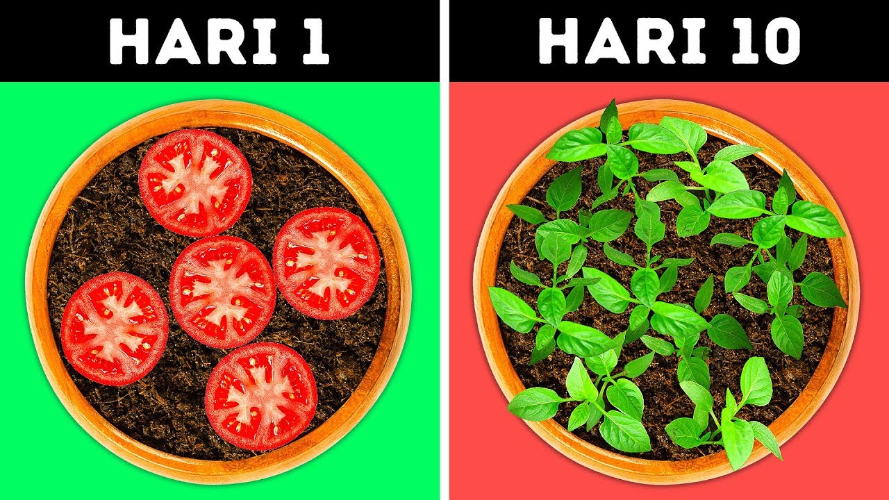 24 IDE JENIUS UNTUK KEBUN ANDA