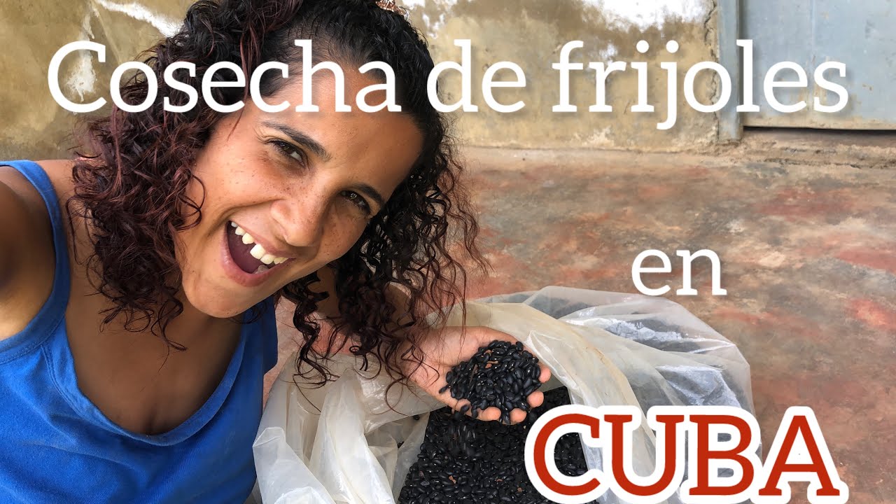 Vlog#Cosecha de frijoles en CUBA#MADRE CUBANA #NIñOS en Campos de CUBA