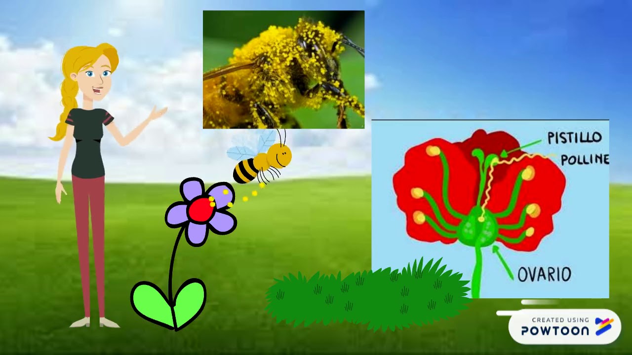 Scienze: dal fiore al frutto e l'impollinazione