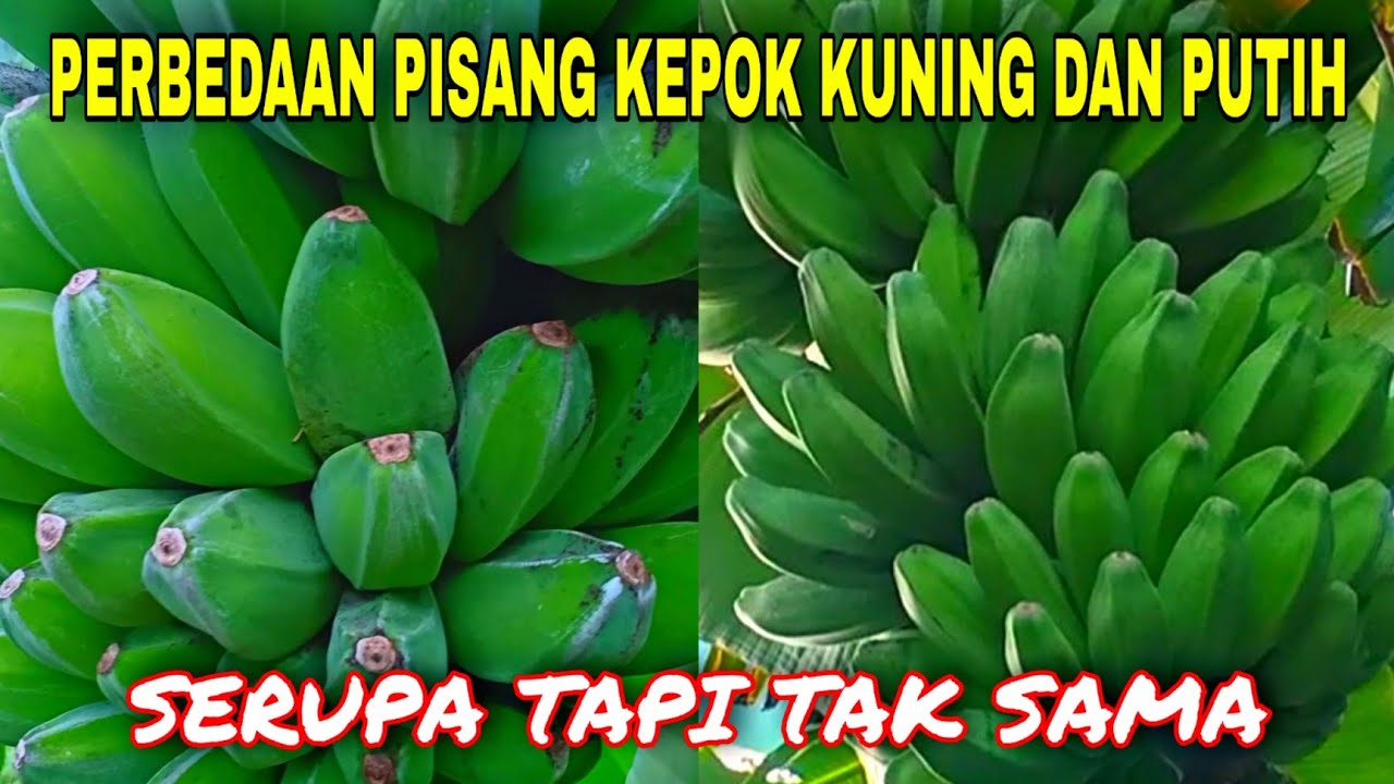 Perbedaan pisang kepok kuning dengan pisang kepok putih yang harus kalian tahu!