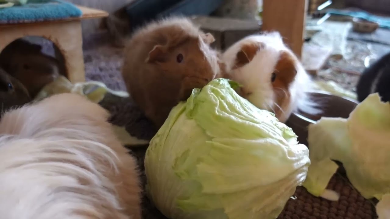 HUNGRIGE ULTRASÜßE MEERSCHWEINE #meerschweinchen #meerschweinchengehege #guineapigs #guineapig #pigs