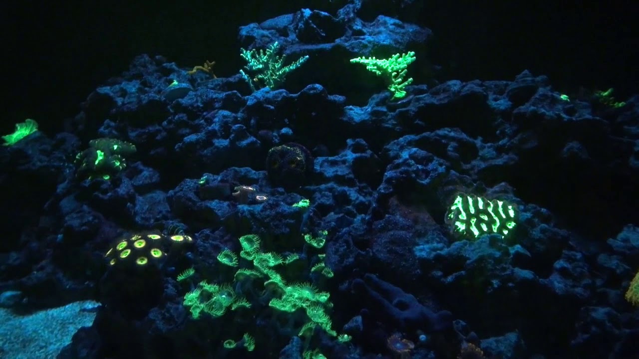 fluorescent corals attract endosymbionts